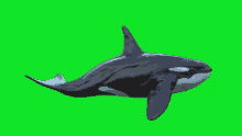 a killer whale on a green screen