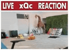 a giraffe statue is sitting on a table in a room with a sign that says `` live xqc reaction '' .