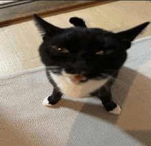 a black and white cat standing on its hind legs looking at the camera