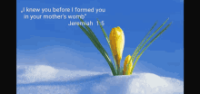 a yellow flower growing out of the snow with a quote from jeremiah