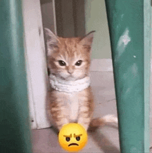 a kitten is standing next to a yellow smiley face on the floor .