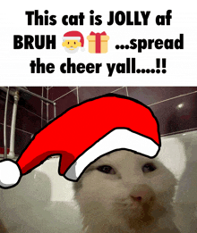 a picture of a cat wearing a santa hat that says this cat is jolly af bruh spread the cheer yall