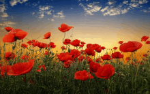 a field of red flowers against a sunset sky