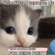 a gray and white kitten is looking at the camera and says normalize sending me 100 dollars for being pretty