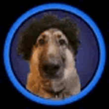 a dog wearing a wig is in a blue circle on a black background .