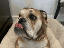 a brown and white dog with a gold chain around its neck is licking its nose