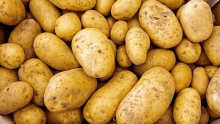 a pile of potatoes with brown spots on the skin