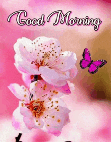 a butterfly is flying over a pink flower with the words good morning