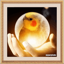 a picture of a bird in a glass sphere with superphoto written below it