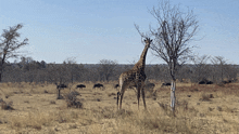 a giraffe stands in the middle of a dry field