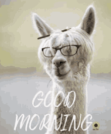 a llama wearing glasses and a pencil on its head with the words good morning written below it