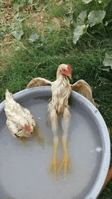 two chickens are swimming in a bowl of water .