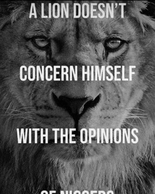 a lion does n't concern himself with the opinions of his opponents