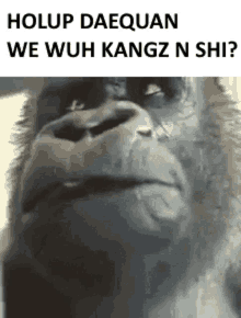 a close up of a gorilla 's face with a caption that says holup daequan we wuh kangz n shii