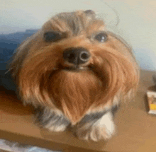 a yorkshire terrier with a beard is sitting on a table .