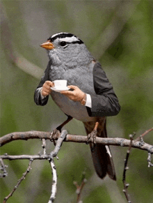 a bird with a suit on has a cup of coffee in its beak