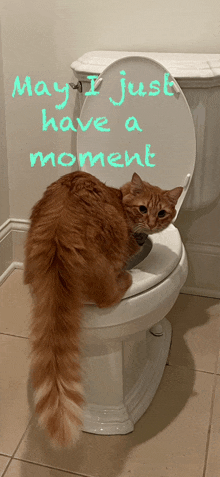 a cat is sitting on a toilet with the words may i just have a moment written on the top