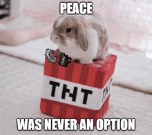 a rabbit sitting on top of a tnt block that says peace was never an option