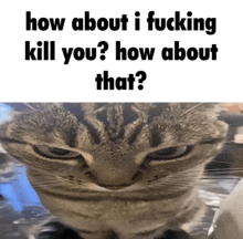 a picture of a cat with the words how about i fucking kill you ? how about that