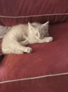 a white cat is laying on a red couch with its eyes closed