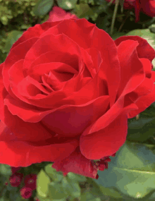 a large red rose is surrounded by greenery