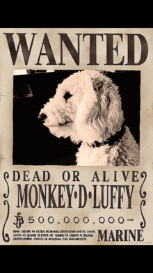 a wanted poster for monkey d luffy has a dog on it