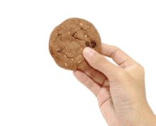 a hand is holding a chocolate chip cookie with nuts on it