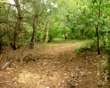 a path in the middle of a forest with trees and leaves