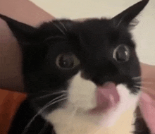 a close up of a black and white cat licking its face .