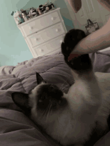 a cat laying on a bed with a person 's finger on its paw