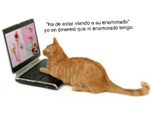 a cat is sitting in front of a laptop with a message in spanish