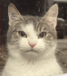 a close up of a cat 's face looking at the camera