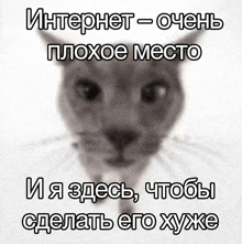 a picture of a cat with a caption that says " internet - очень "