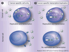 a diagram of a cancer cell entry and replication and transcription