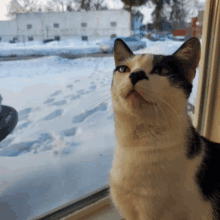 a black and white cat is looking out a window at the snow