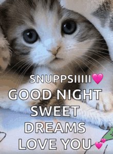 a picture of a kitten with the words good night sweet dreams love you above it