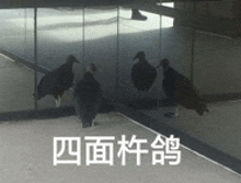 three birds standing in front of a mirror with chinese writing