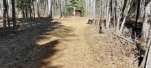 a dirt path in the woods with a wooden building in the background