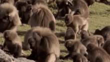 a herd of baboons are standing in a field eating grass .