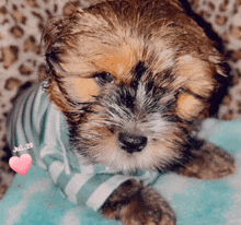 a puppy wearing a shirt that says july 29 on it