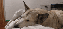 a husky dog laying on a blanket with a cage in the background