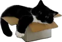 a black and white cat is laying in a box