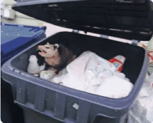 an opossum is sitting in a garbage can with a roll of tide paper towels