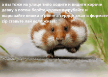 a picture of a hamster with a text behind it