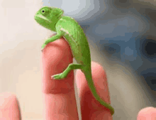 a small green chameleon is sitting on a finger .