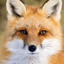 a close up of a fox 's face with snow on it