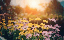 a field of flowers with the sun shining through them .