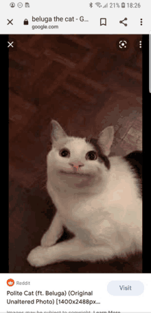 a picture of a cat with a smile on its face is on a phone screen