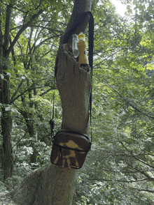 a tree with a purse attached to it and a bottle on it