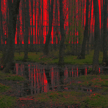 a swamp with trees in the background and a red sky in the background